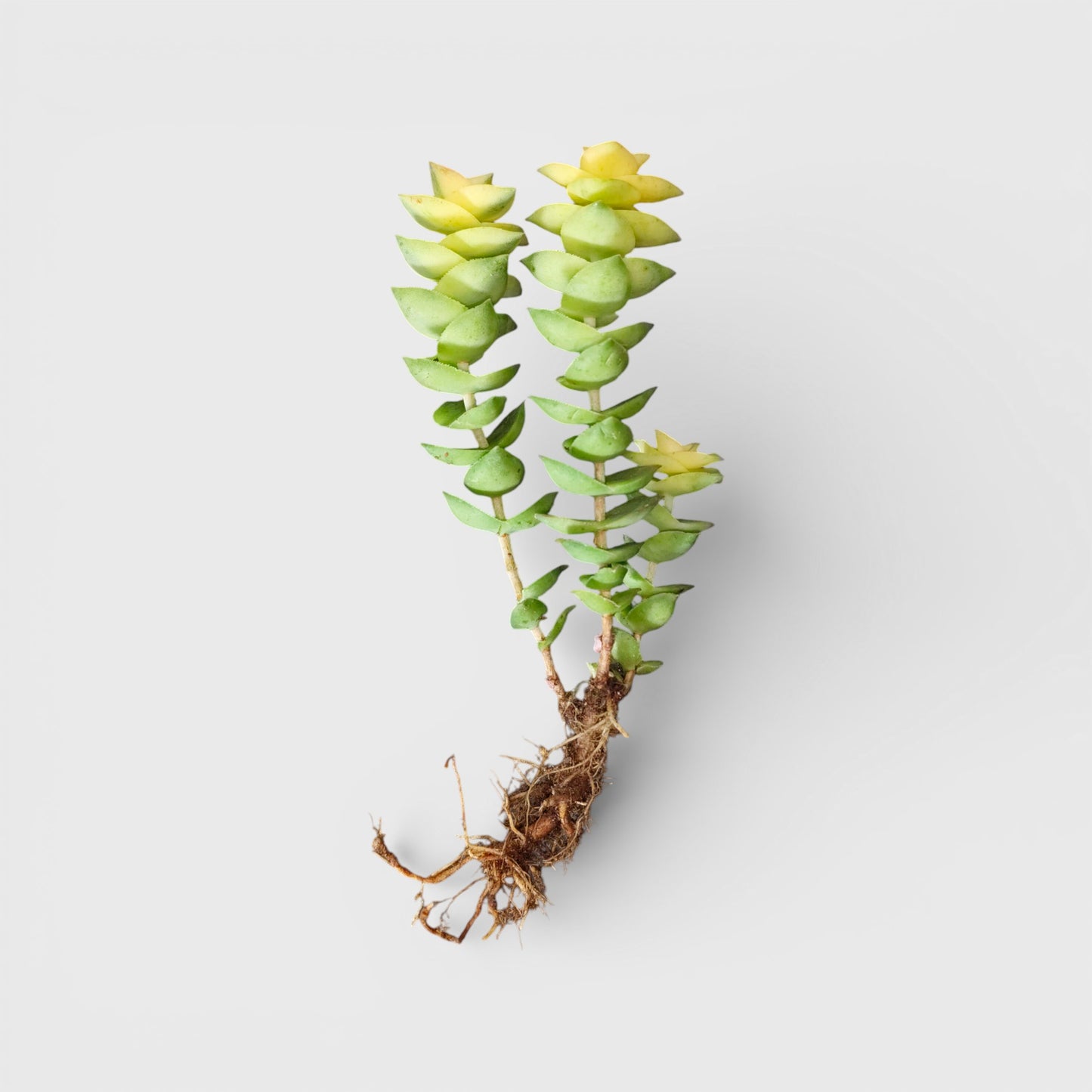 Crassula Perforata Variegated Vastu String of Buttons | Bare Rooted