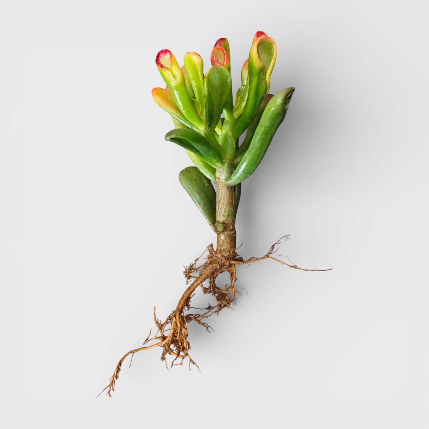 Crassula Ovata Hobbit Shrek's Ears or Ogre's Ears | Jade Succulent | Vastu Plants For Home | Bare Rooted