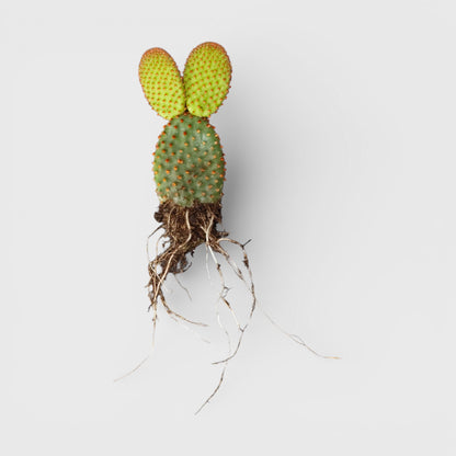 Opuntia Microdasys Red Bunny Ear Indoor Cactus | Bare Rooted