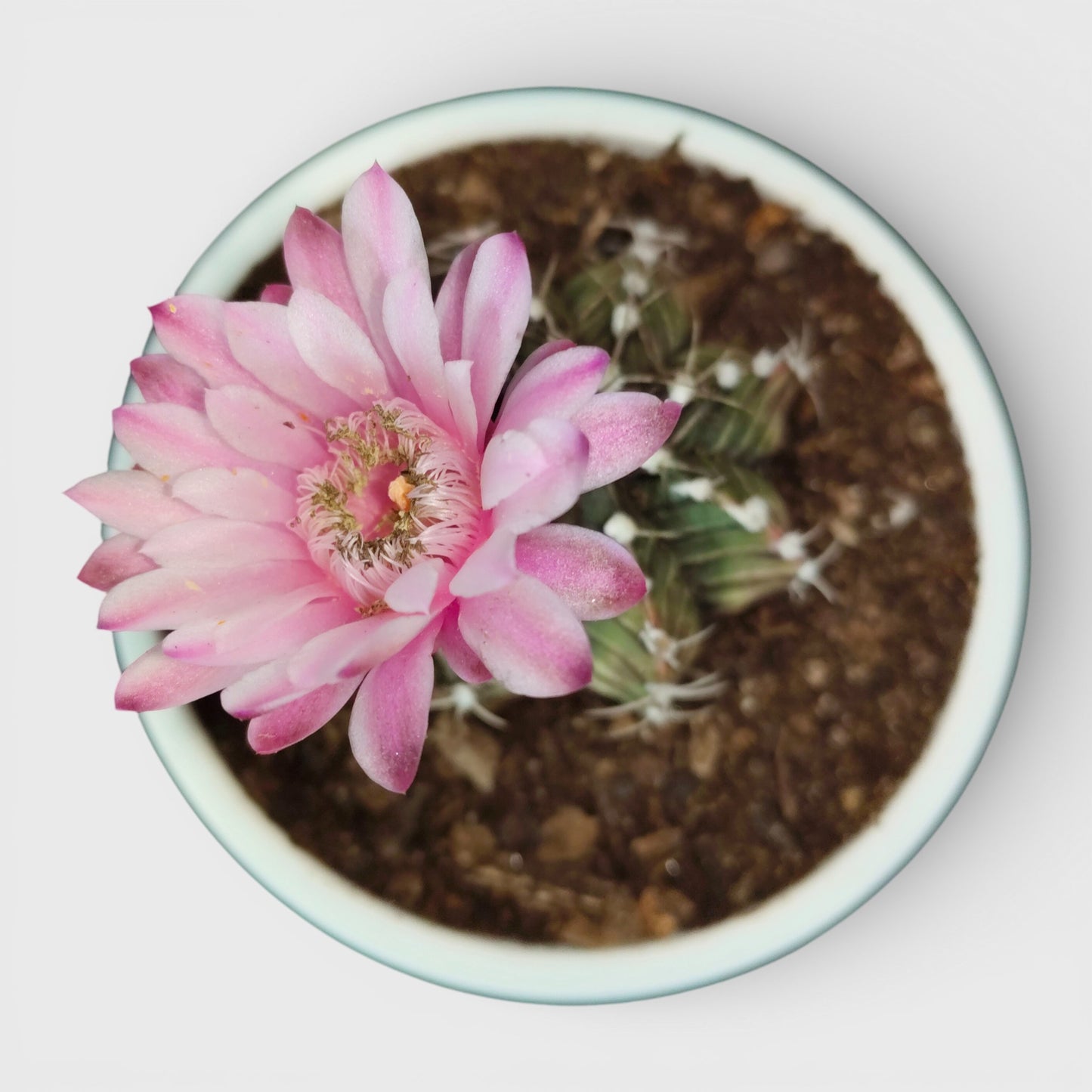 Gymnocalycium LB Mihanovichii Cactus Live Bare-Rooted Plant (51–63mm Diameter) — Well Rooted & Mature