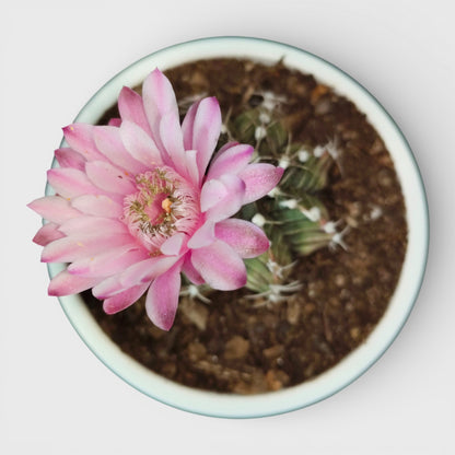Gymnocalycium LB Mihanovichii Cactus Live Bare-Rooted Plant (51–63mm Diameter) — Well Rooted & Mature