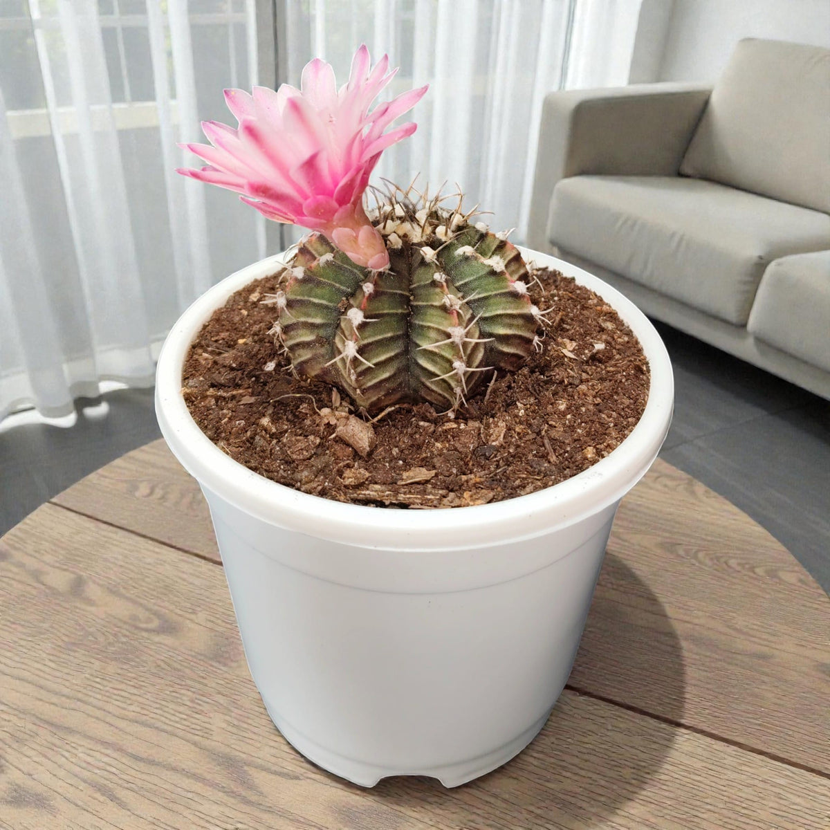 Colorful easy-care cactus
