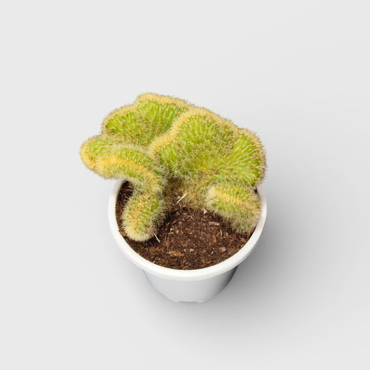 Rare Golden Rat Tail Crested Cleistocactus Indoor Cactus | Well Rooted - Mature Live Plant - (Bare-Rooted)