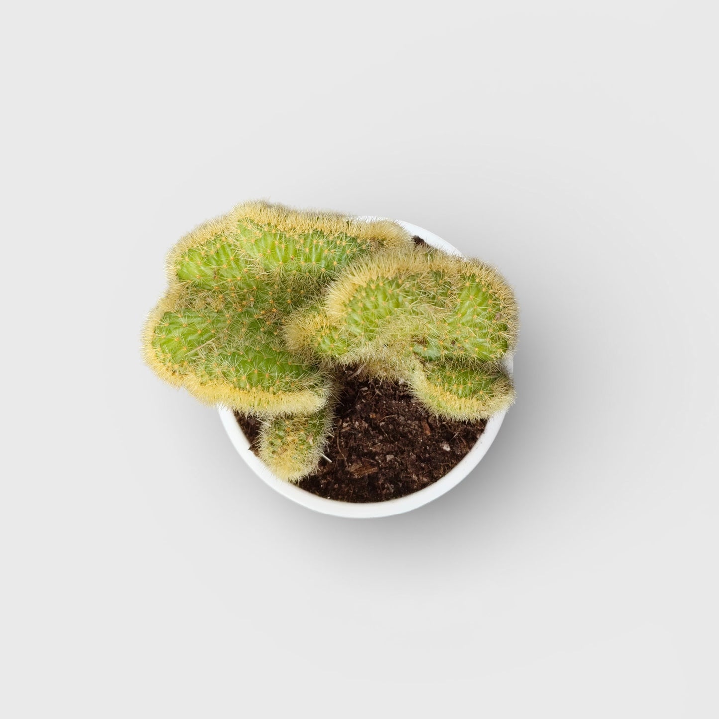 Rare Golden Rat Tail Crested Cleistocactus Indoor Cactus | Well Rooted - Mature Live Plant - (Bare-Rooted)