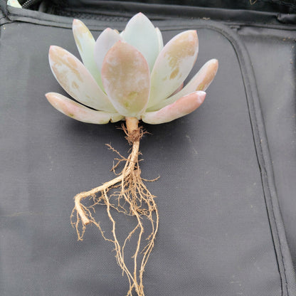 Graptoveria Opalina Hybrid Succulent – Indoor Live Plant | Bare Rooted