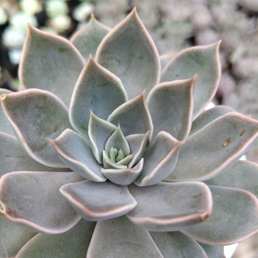 Echeveria Mensa – Powdery Blue Rosette | Easy Care Indoor Succulent | Bare Rooted