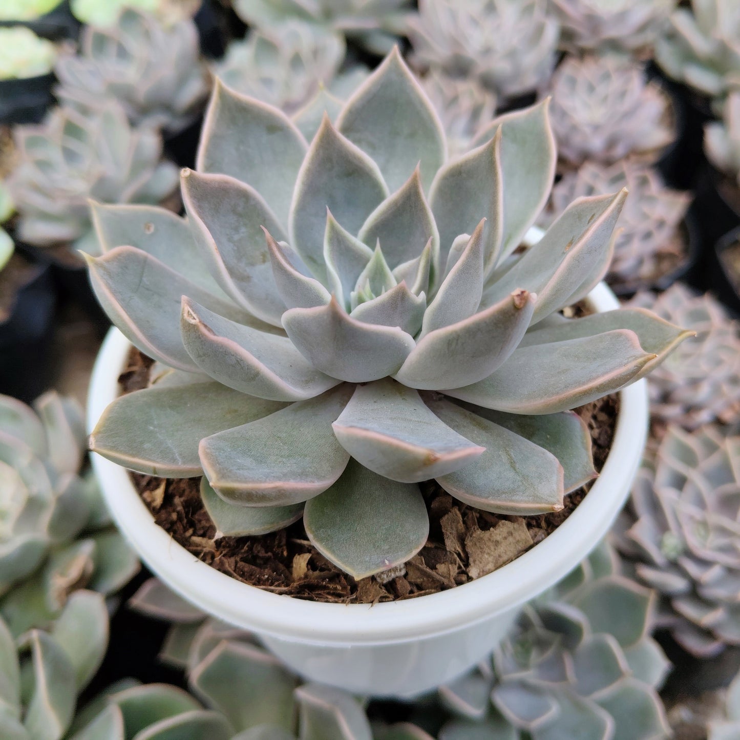 Echeveria Mensa – Powdery Blue Rosette | Easy Care Indoor Succulent | Bare Rooted