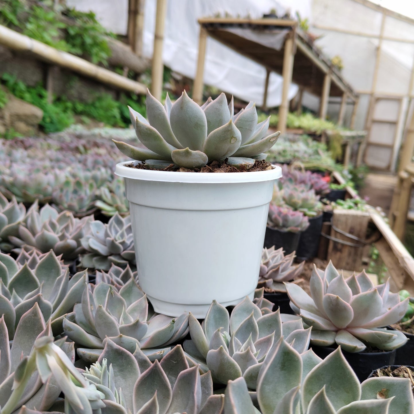 Echeveria Mensa – Powdery Blue Rosette | Easy Care Indoor Succulent | Bare Rooted