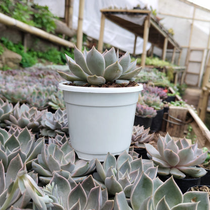 Echeveria Mensa – Powdery Blue Rosette | Easy Care Indoor Succulent | Bare Rooted
