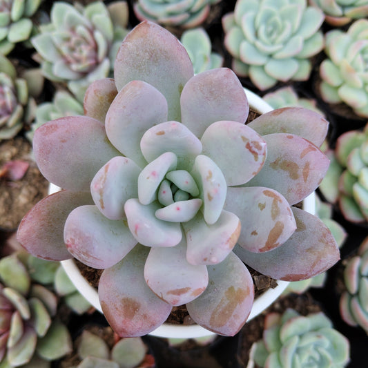 Graptoveria Opalina Hybrid Succulent – Indoor Live Plant | Bare Rooted