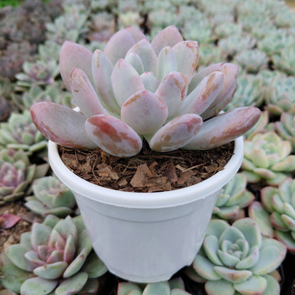 Graptoveria Opalina Hybrid Succulent – Indoor Live Plant | Bare Rooted