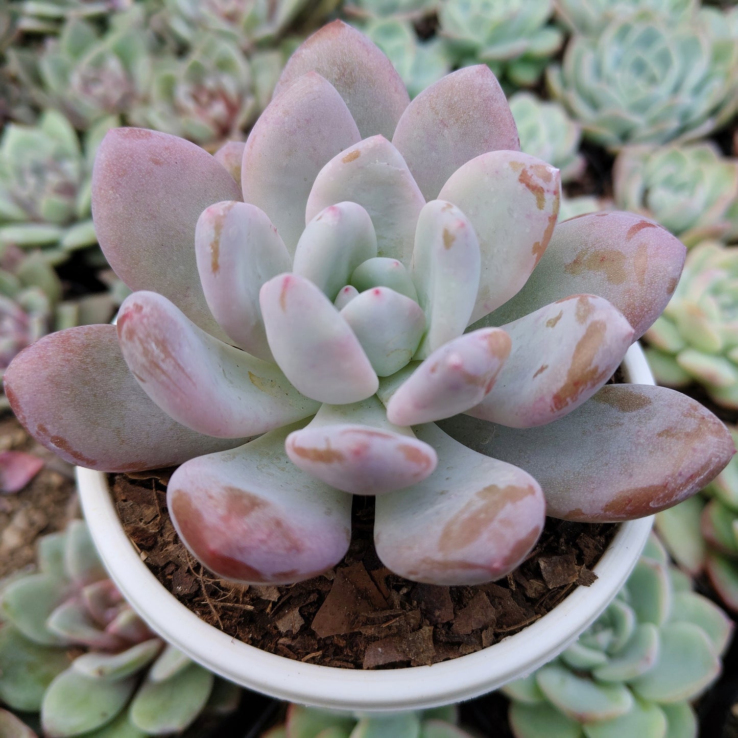 Graptoveria Opalina Hybrid Succulent – Indoor Live Plant | Bare Rooted