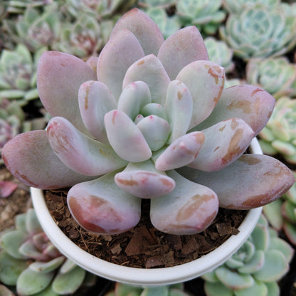 Graptoveria Opalina Hybrid Succulent – Indoor Live Plant | Bare Rooted