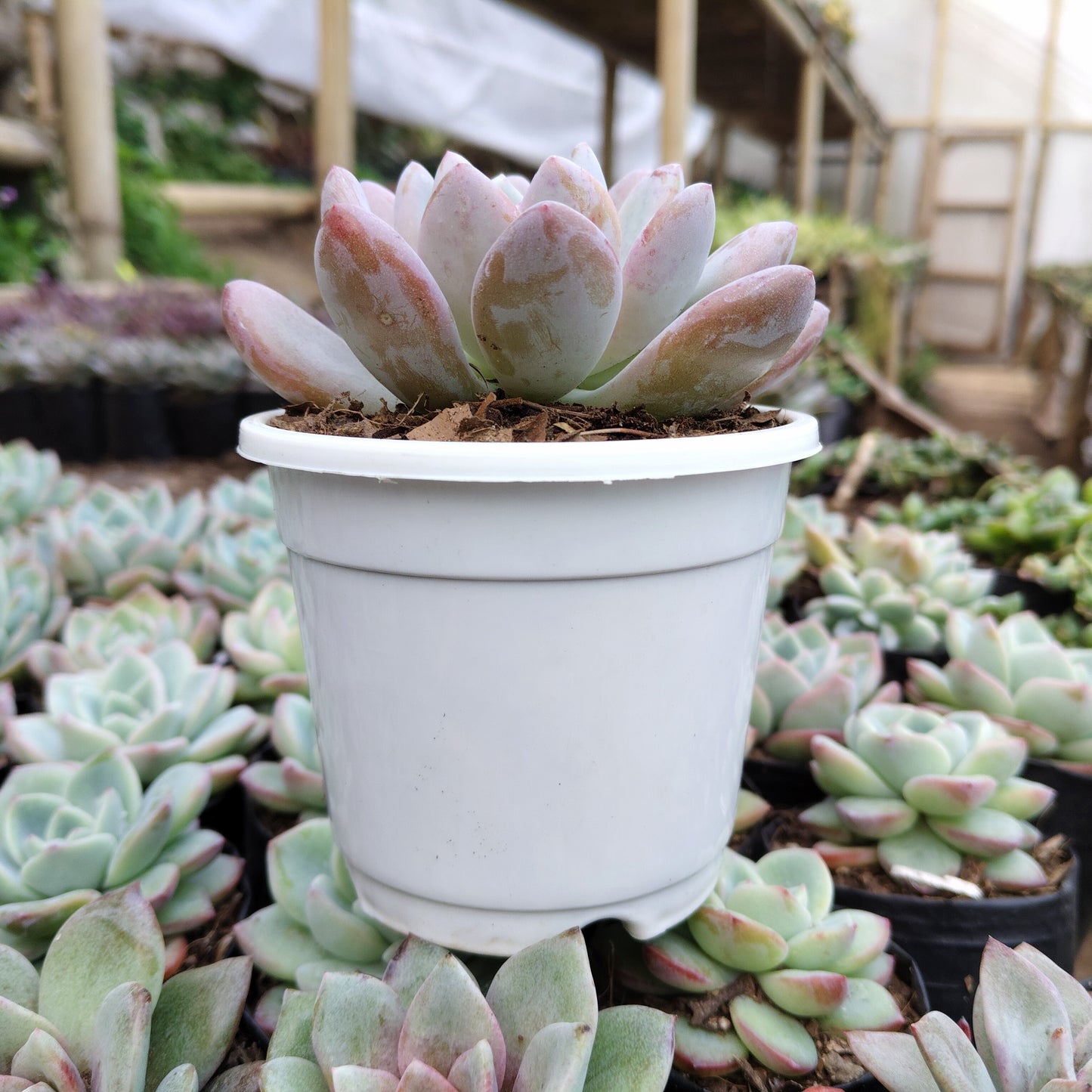 Graptoveria Opalina Hybrid Succulent – Indoor Live Plant | Bare Rooted