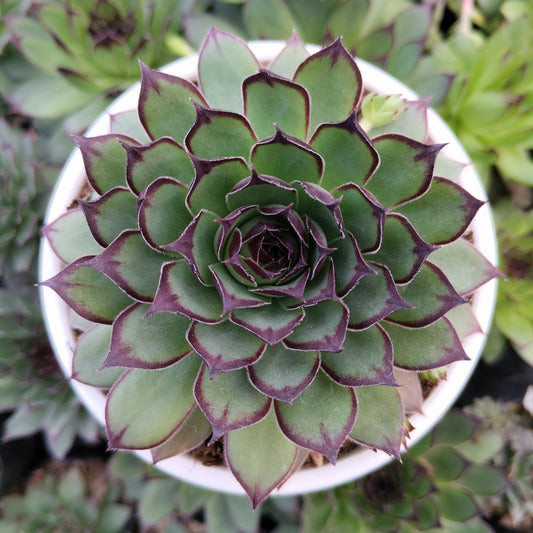 Laxmi Kamal Sempervivum Blue Boy Succulent | Vastu & Good Luck Rosette Plant | Bare Rooted