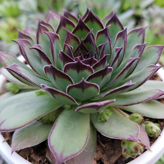 Laxmi Kamal Sempervivum Blue Boy Succulent | Vastu & Good Luck Rosette Plant | Bare Rooted