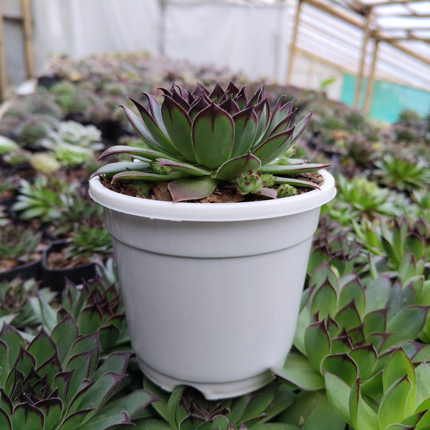 Laxmi Kamal Sempervivum Blue Boy Succulent | Vastu & Good Luck Rosette Plant | Bare Rooted