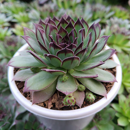Laxmi Kamal Sempervivum Blue Boy Succulent | Vastu & Good Luck Rosette Plant | Bare Rooted