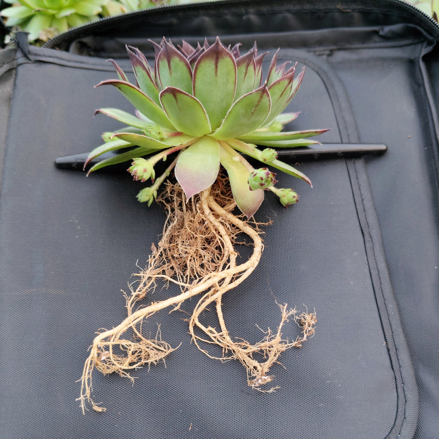 Laxmi Kamal Sempervivum Blue Boy Succulent | Vastu & Good Luck Rosette Plant | Bare Rooted