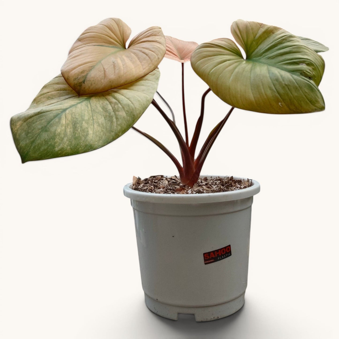 Philodendron Homalomena Tricolor Full Variegated – Big Size (12–18 Inches) Rare Collector Plant