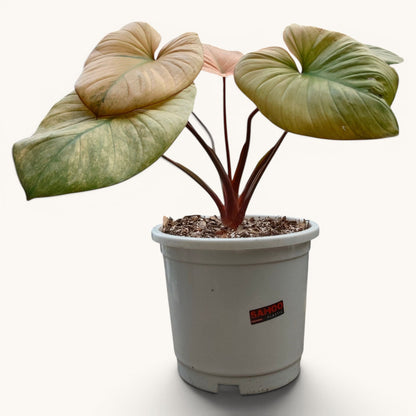 Philodendron Homalomena Tricolor Full Variegated – Big Size (12–18 Inches) Rare Collector Plant