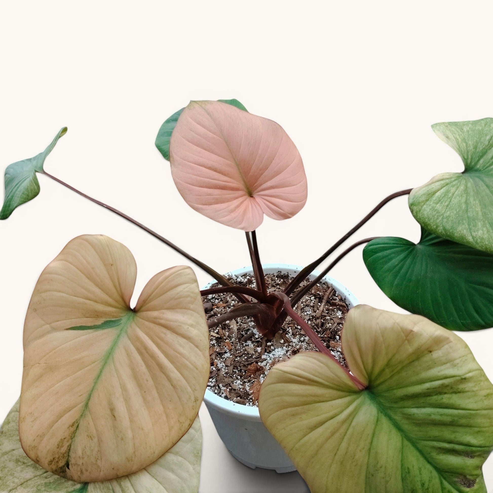 Philodendron Homalomena Tricolor Full Variegated – Big Size (12–18 Inches) Rare Collector Plant