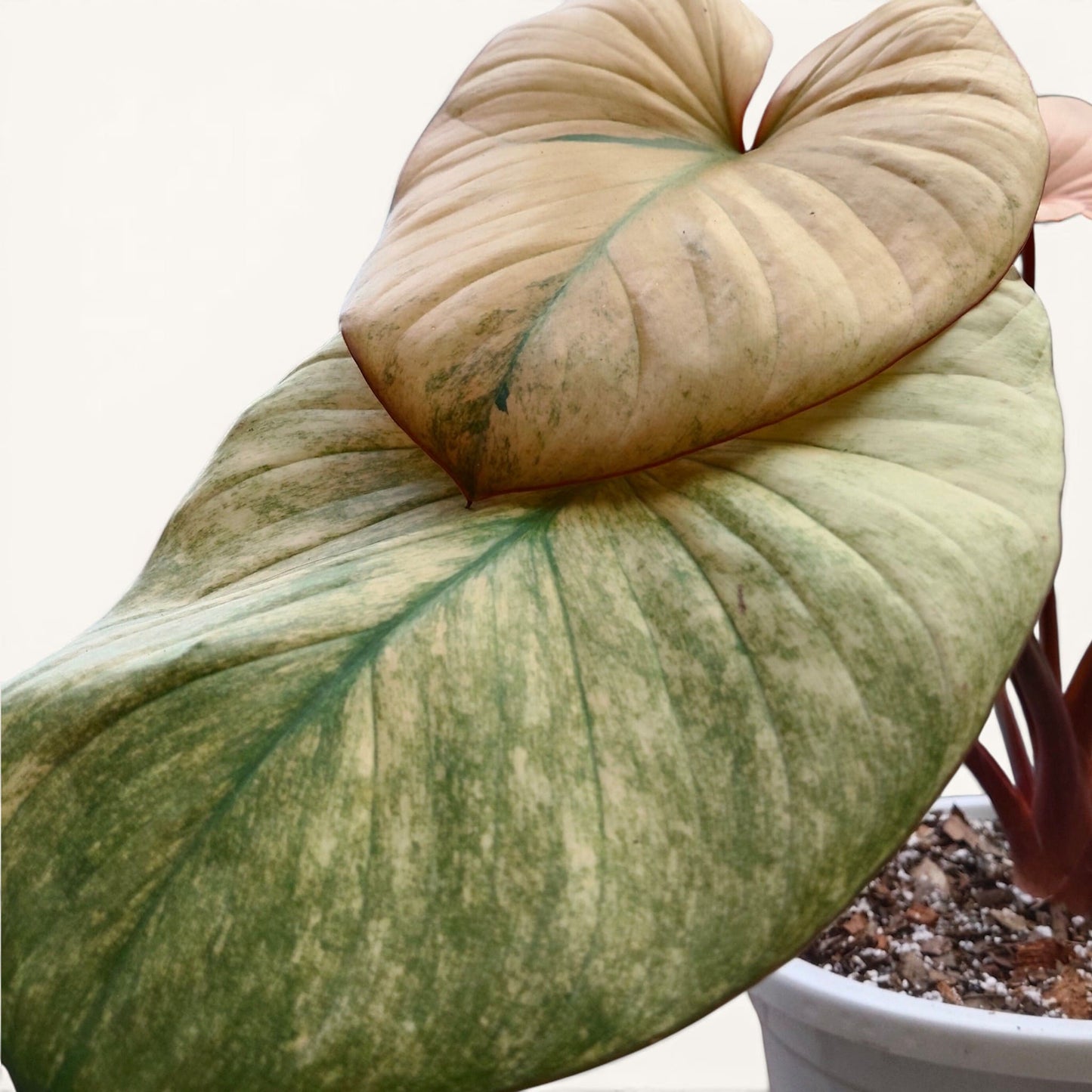 Philodendron Homalomena Tricolor Full Variegated – Big Size (12–18 Inches) Rare Collector Plant