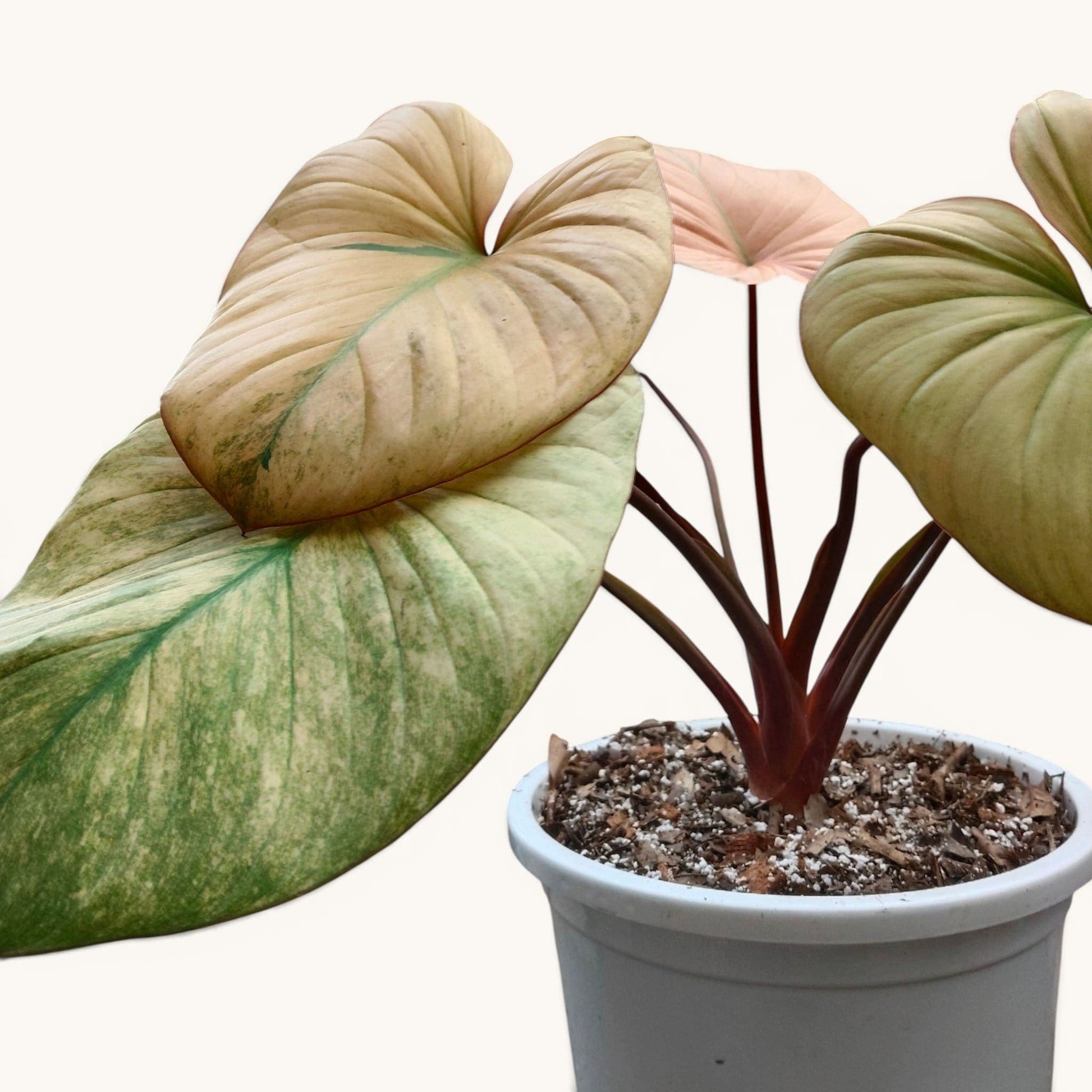 Philodendron Homalomena Tricolor Full Variegated – Big Size (12–18 Inches) Rare Collector Plant