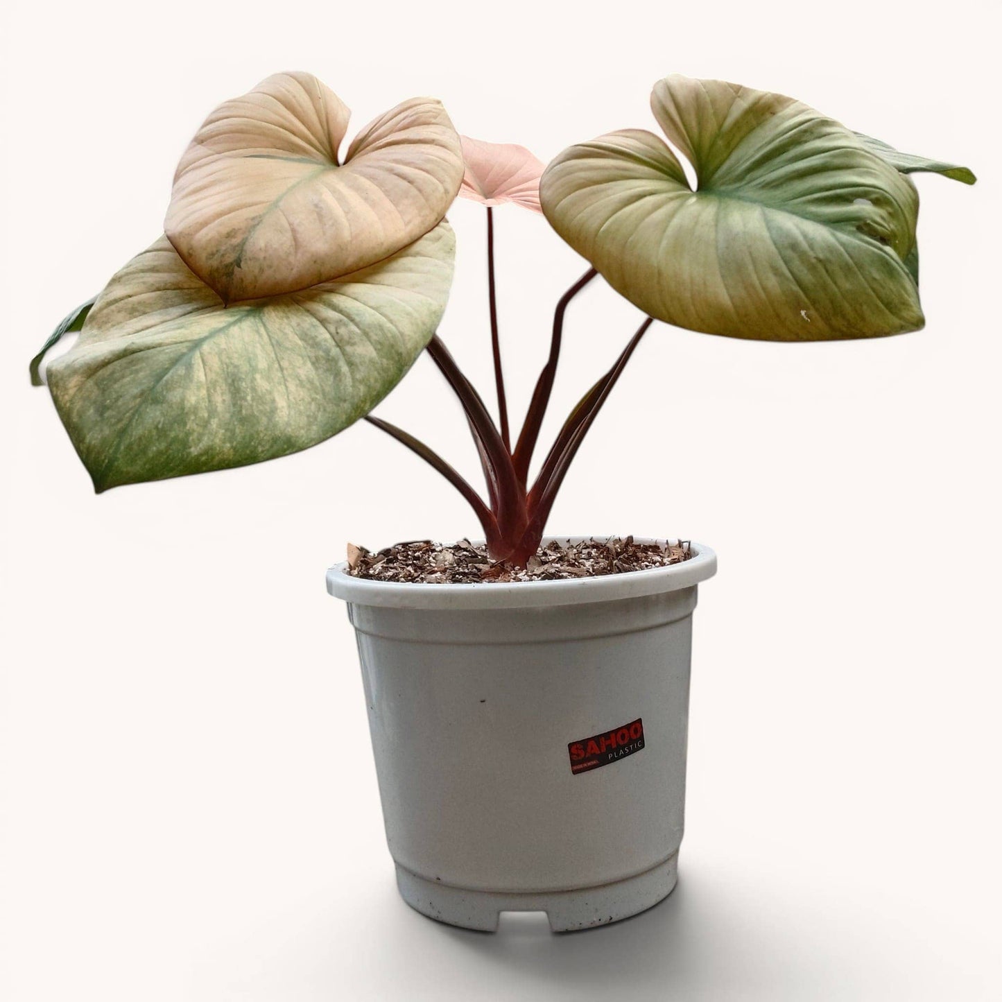 Philodendron Homalomena Tricolor Full Variegated – Big Size (12–18 Inches) Rare Collector Plant