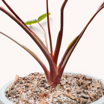 Philodendron Homalomena Tricolor Full Variegated – Big Size (12–18 Inches) Rare Collector Plant