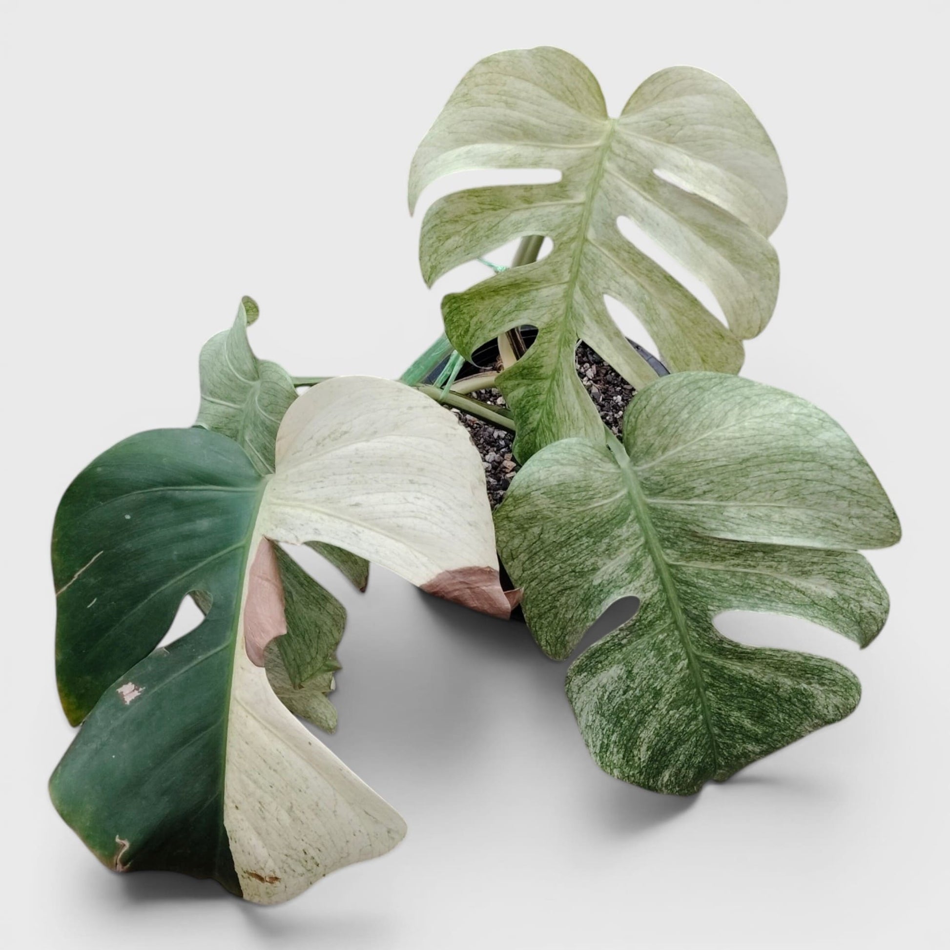 Monstera Full Mint Rare Plant 15–20 Inches - Big Size Mature
