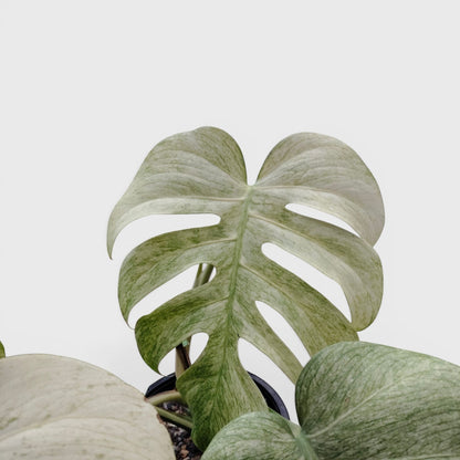 Monstera Full Mint Rare Plant 15–20 Inches - Big Size Mature