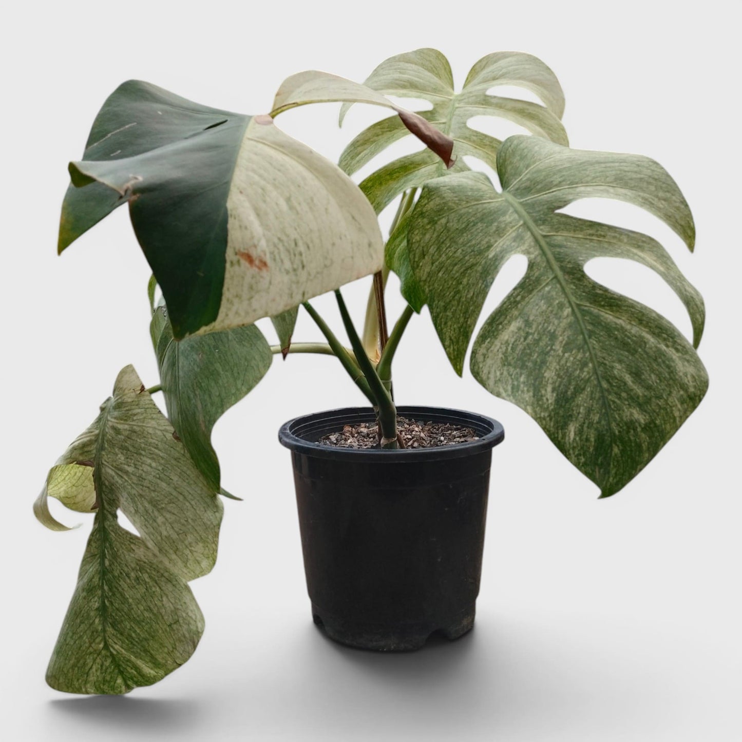 Monstera Full Mint Rare Plant 15–20 Inches - Big Size Mature