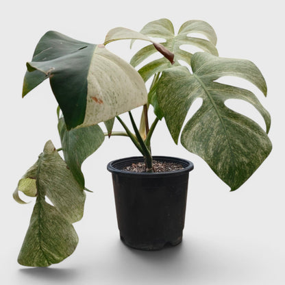 Monstera Full Mint Rare Plant 15–20 Inches - Big Size Mature