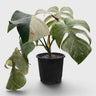 Monstera Full Mint Rare Plant 15–20 Inches - Big Size Mature