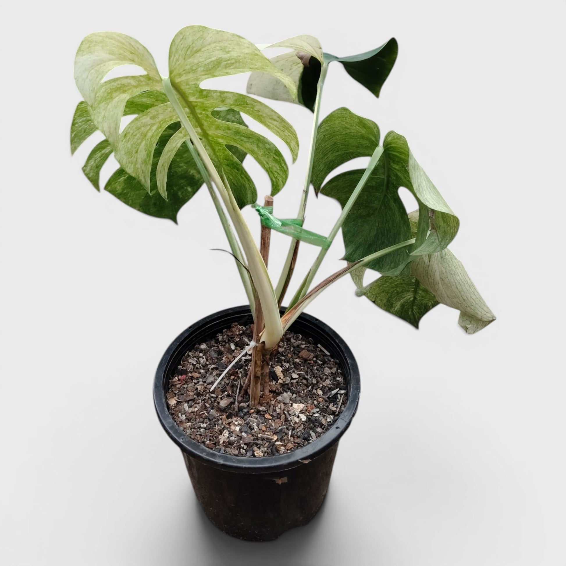 Monstera Full Mint Rare Plant 15–20 Inches - Big Size Mature