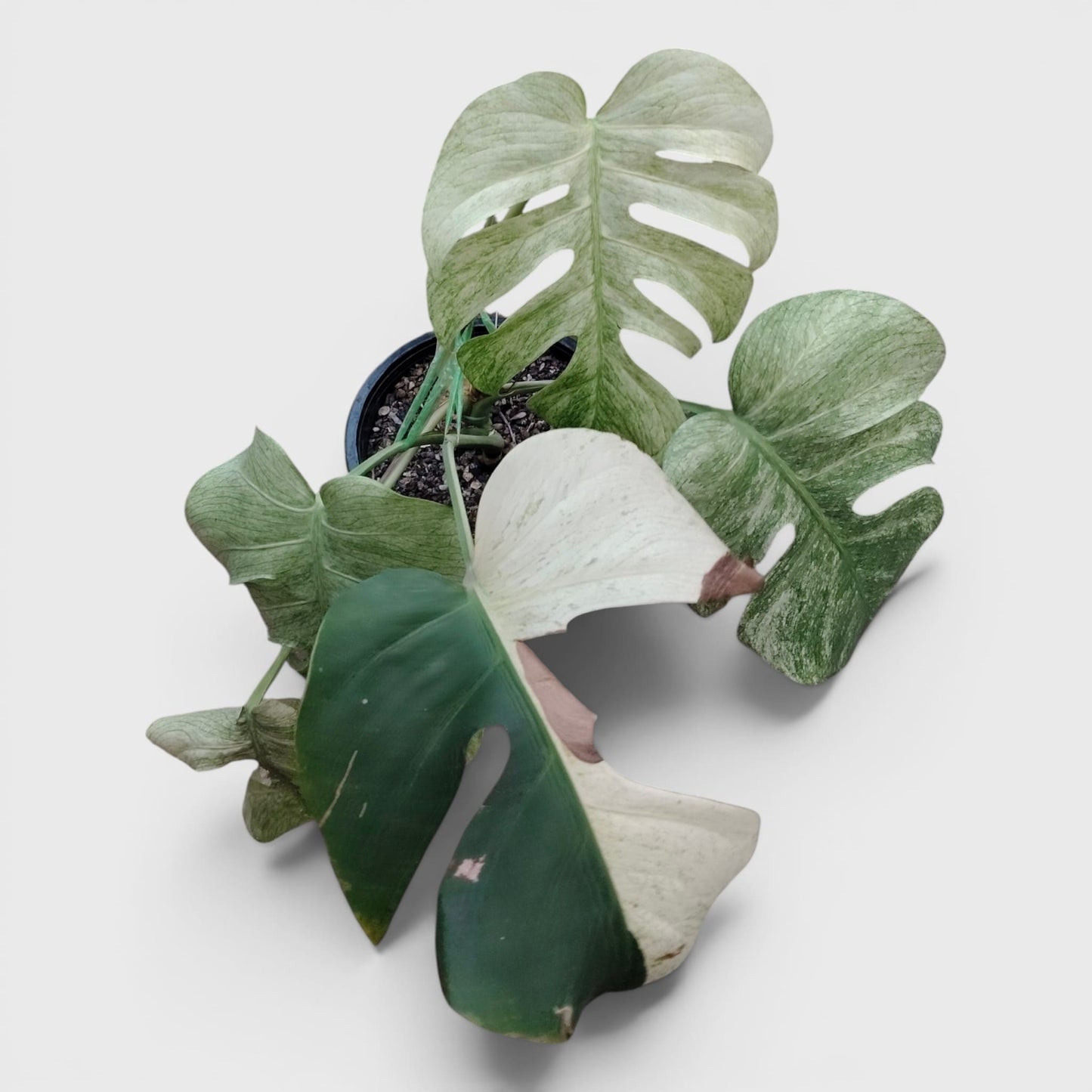 Monstera Full Mint Rare Plant 15–20 Inches - Big Size Mature