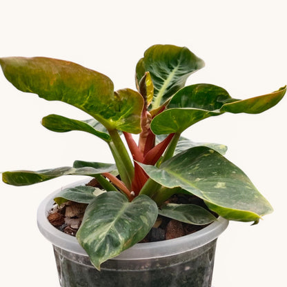 Philodendron Melinonii Variegated – Rare Mature Foliage Plant |12–16 inch spread, 6–8 inch height.