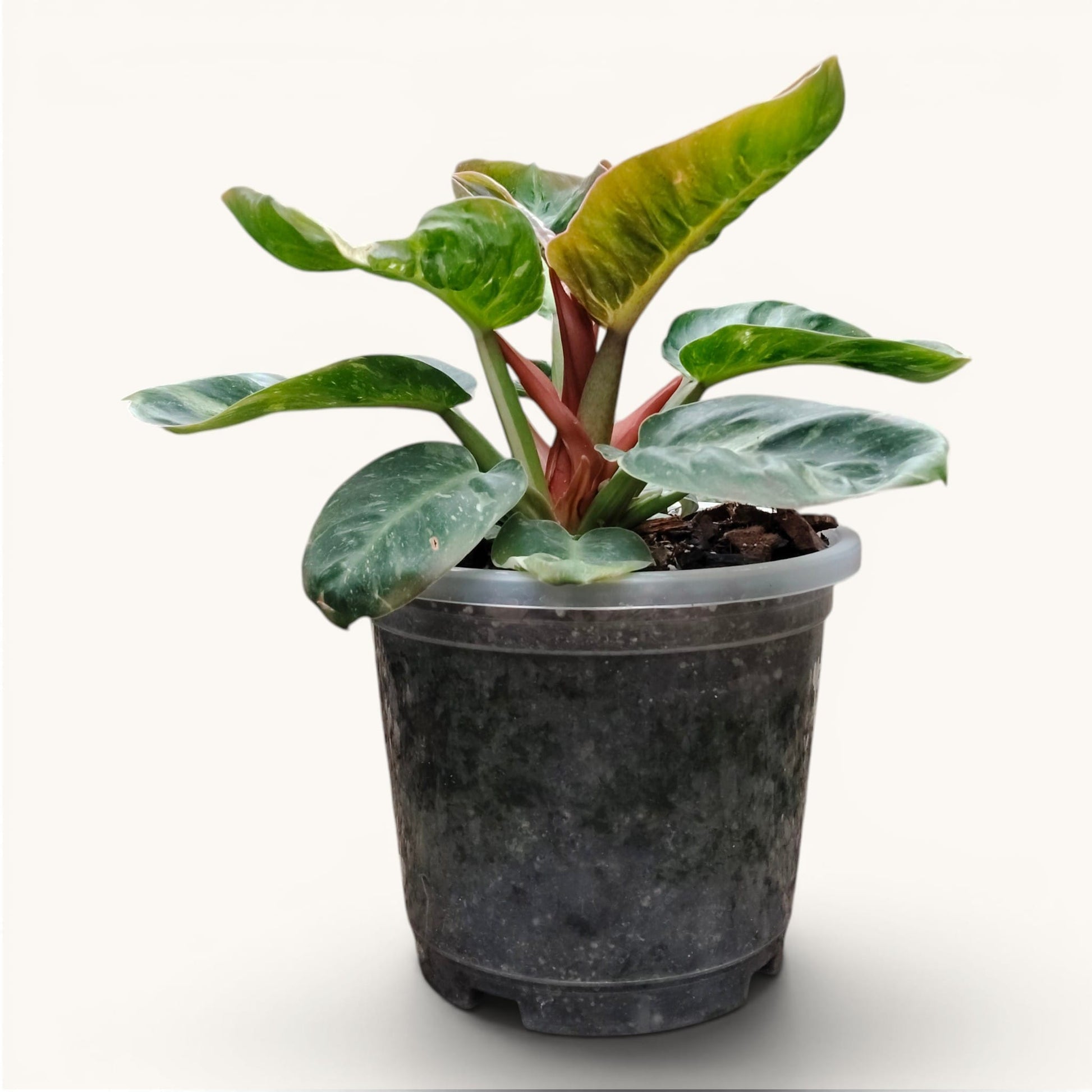 Philodendron Melinonii Variegated – Rare Mature Foliage Plant |12–16 inch spread, 6–8 inch height.