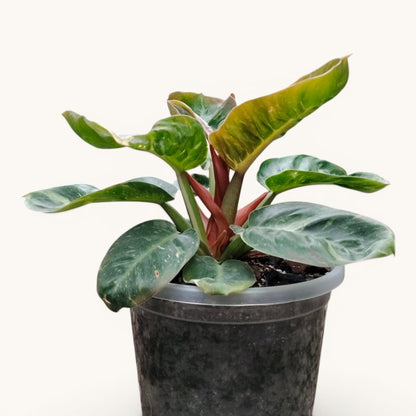 Philodendron Melinonii Variegated – Rare Mature Foliage Plant |12–16 inch spread, 6–8 inch height.