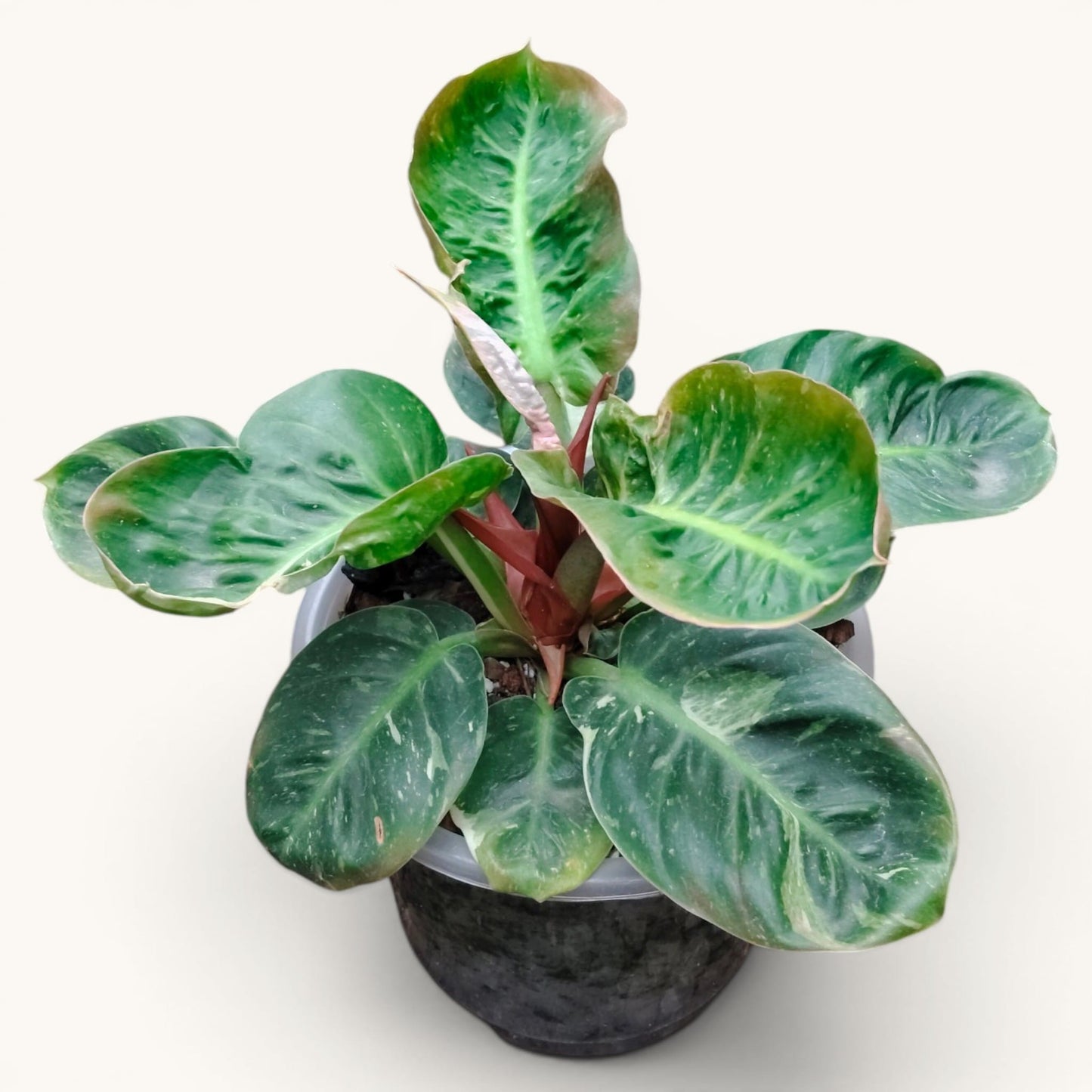 Philodendron Melinonii Variegated – Rare Mature Foliage Plant |12–16 inch spread, 6–8 inch height.