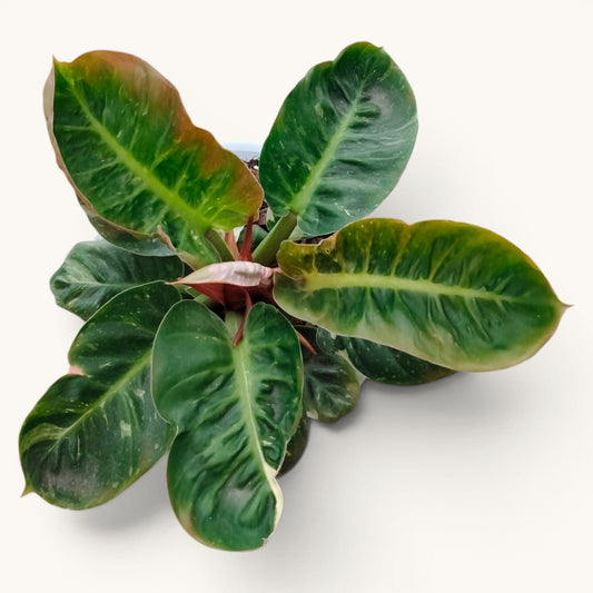 Philodendron Melinonii Variegated – Rare Mature Foliage Plant |12–16 inch spread, 6–8 inch height.