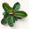 Philodendron Melinonii Variegated – Rare Mature Foliage Plant |12–16 inch spread, 6–8 inch height | With Pot