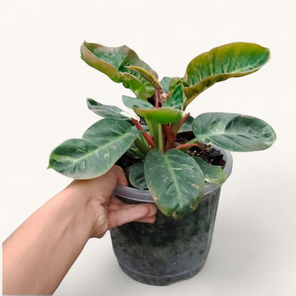 Philodendron Melinonii Variegated – Rare Mature Foliage Plant |12–16 inch spread, 6–8 inch height.
