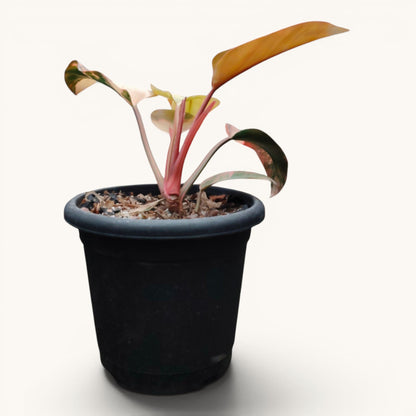 Philodendron Red Congo Variegated – New Hybrid Big Size