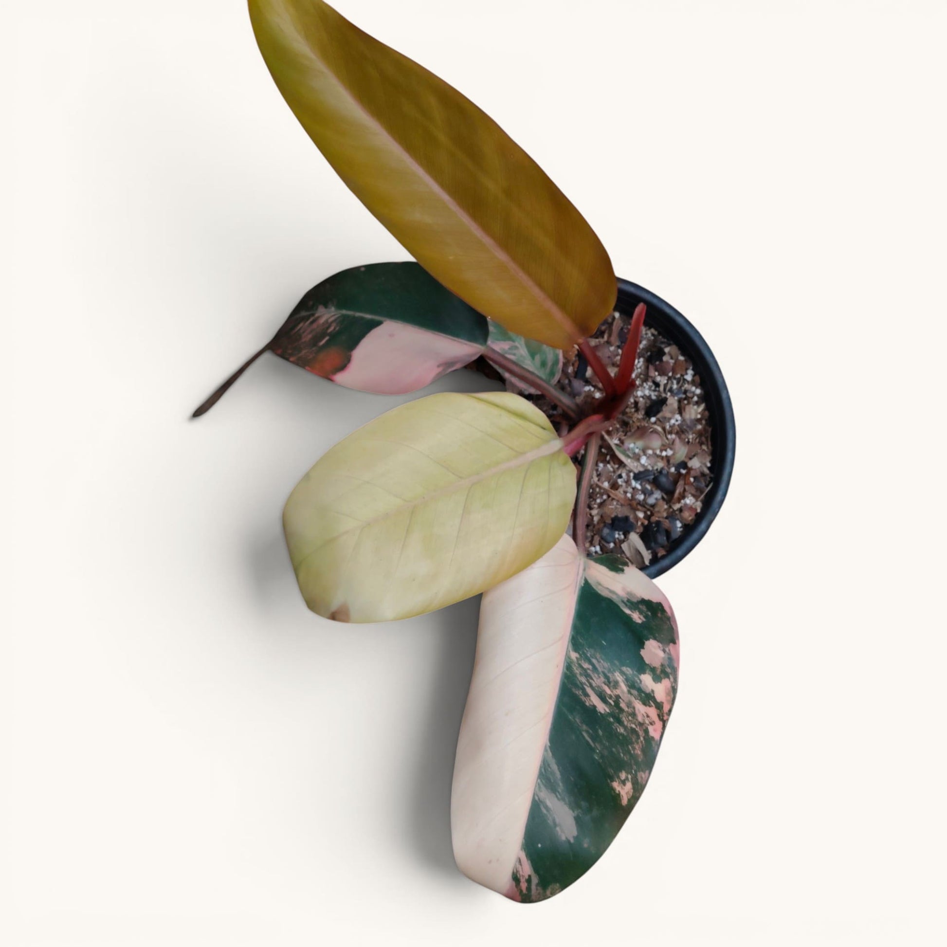 Philodendron Red Congo Variegated – New Hybrid Big Size