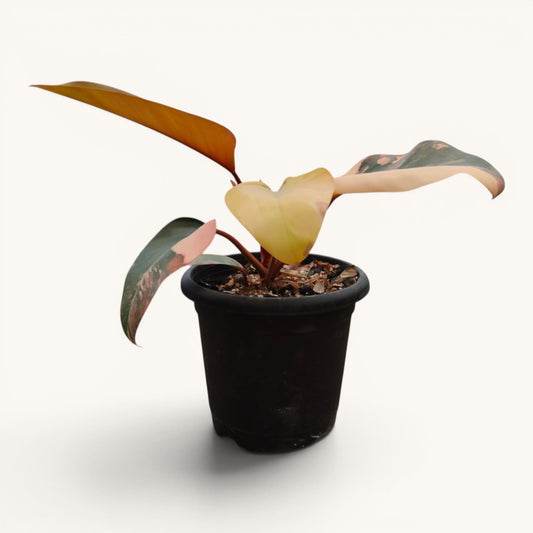 Philodendron Red Congo Variegated – New Hybrid Big Size