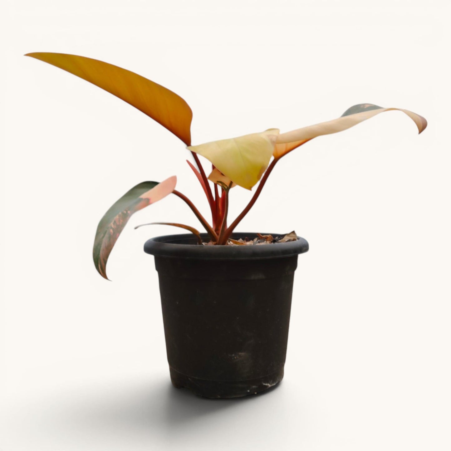 Philodendron Red Congo Variegated – New Hybrid Big Size