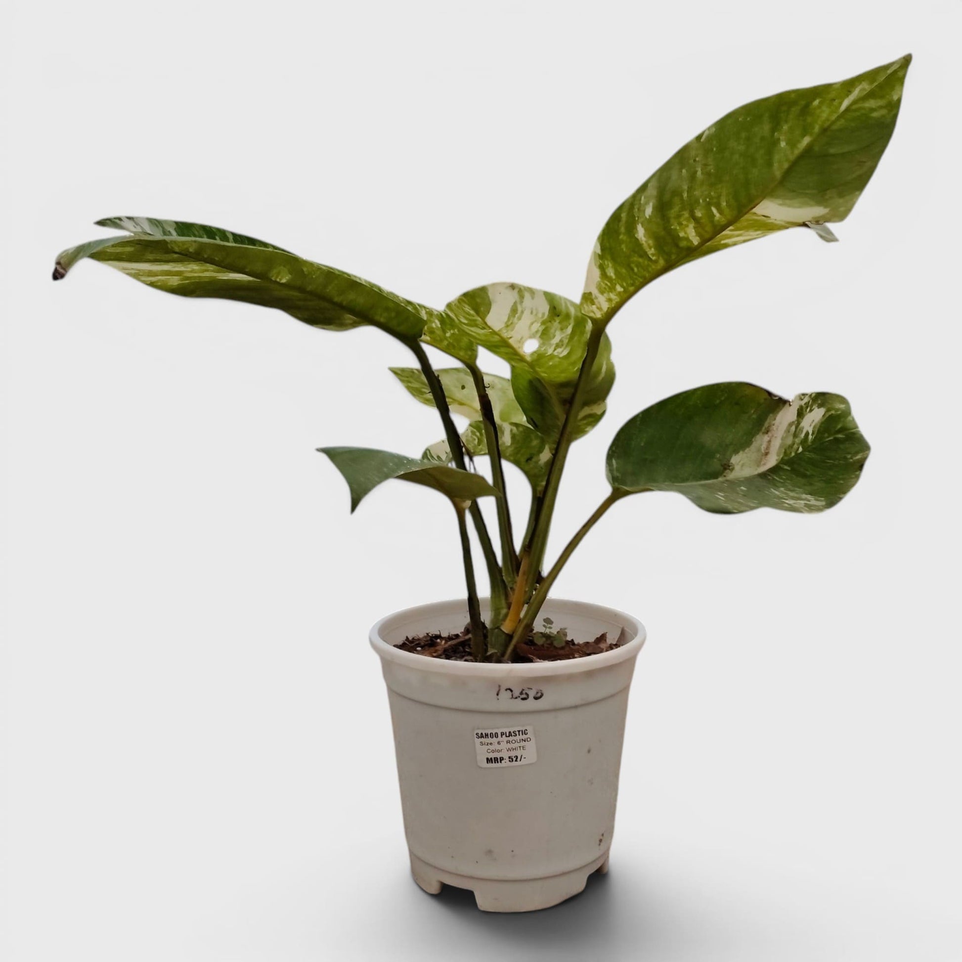 Epipremnum Giganteum Albo Variegated Rare Mature 12–15 Inches Live Plant