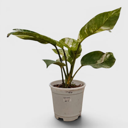Epipremnum Giganteum Albo Variegated Rare Mature 12–15 Inches Live Plant